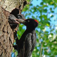 гнездо черного дятла :: gawrilа - dan