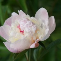 Пион :: александр Пион :: александр