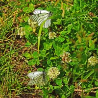 На цветках белого клевера- юные бабочки- боярышницы! :: Владимир 