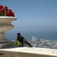 Хайфа *2025г Ворона на обзоре :: ujgcvbif 