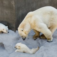 Белый :: SanSan 