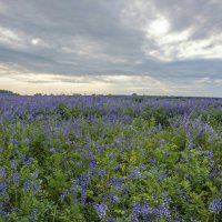 Люпиновое царство :: Валерий Иванович