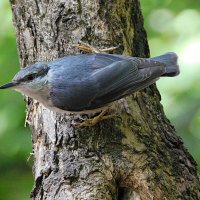 Поползень :: Лина 