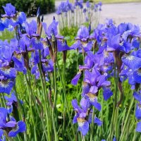 Касатики. :: Ольга 