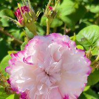 Красивая и нежная! :: Ольга 