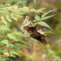 С шашешницами :: Aleksandr Gal С шашешницами :: Aleksandr Gal