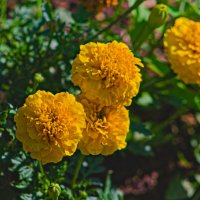 Бархатцы прямостоячие :: Giant Tao /