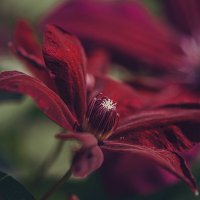 * :: Svetlana Galvez