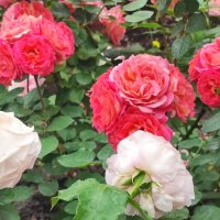 ,,, :: Сергей Тимоновский