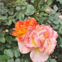 ,,, :: Сергей Тимоновский