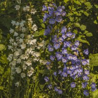 Такое в природе не встретишь. :: Петр Беляков