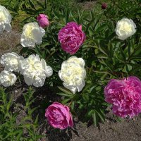 Пионы :: Рита Симонова