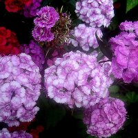 Гвоздики :: Елена Семигина