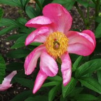 Пион :: Рита Симонова