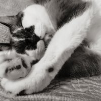 Изящный засоня :: LudMila 