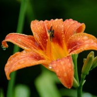 После дождя :: lyudmila Курлова После дождя :: lyudmila Курлова