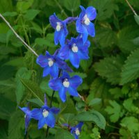 Живокость, дельфиниум синий :: Наиля 