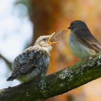 Ням ням ! :: Ольга Митрофанова