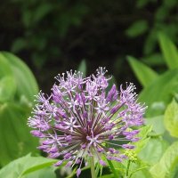 Аллиум :: Freddy 97