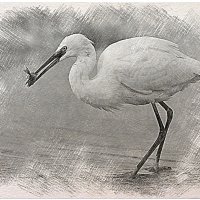 Белая малая цапля :: Алевтина 