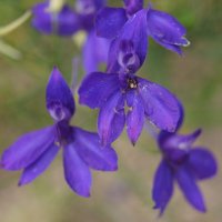 Живокость :: Глеб 