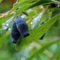 Жимолость поспела .. :: AleksSPb Лесниченко