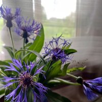 Василечки :: Ирина 