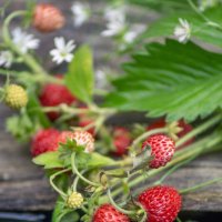 Земляничный букет :: sorovey Sol