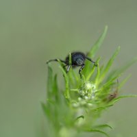 Жук :: Ольга 