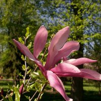 Весеннее цветение :: Роман Савоцкий Весеннее цветение :: Роман Савоцкий