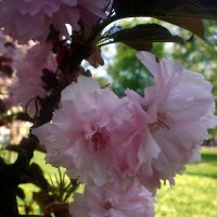 Весеннее цветение :: Роман Савоцкий Весеннее цветение :: Роман Савоцкий