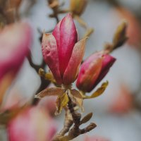 Магнолия :: Yana Ryz