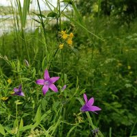 У реки... :: Мария Васильева