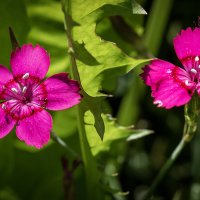 Гвоздички. :: Лилия * Гвоздички. :: Лилия *