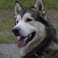 Ярик. :: leff Postnov