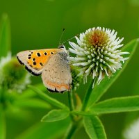 и снова бабочки 22 :: Александр Прокудин