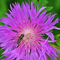 Избавилась от конкурента... :: Светлана 