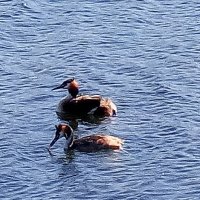 Чомги :: Сапсан 