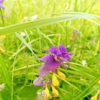 Иван-да-марья :: Сапсан 