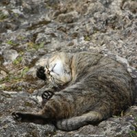 Орловский кот :: Наталья Герасимова