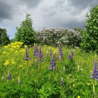 Деревенский пейзаж :: Лидия Бусурина