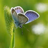 Голубянка-дружочек :: Галина Кан