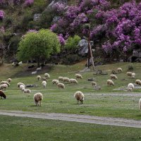 Идилия :: Виктор Ковчин