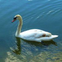 Лебеди Гагаринского парка :: Валентин Семчишин Лебеди Гагаринского парка :: Валентин Семчишин