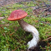 Вывернулся) :: Ирина *