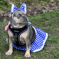 Москва. Парад французских бульдогов в усадьбе «Воронцово». :: Наташа ***** Москва. Парад французских бульдогов в усадьбе «Воронцово». :: Наташа *****