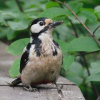 Самка БПД :: Лина 