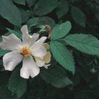 шиповник :: Лера 