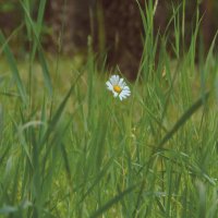 *** :: Лера *** :: Лера