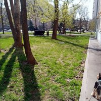 Около дома моего. :: Владимир Драгунский